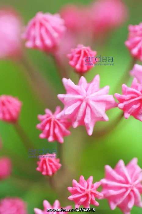 : AmericanLaurel : AmericanLaurel