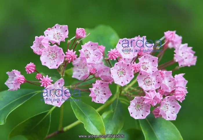 : AmericanLaurel : AmericanLaurel