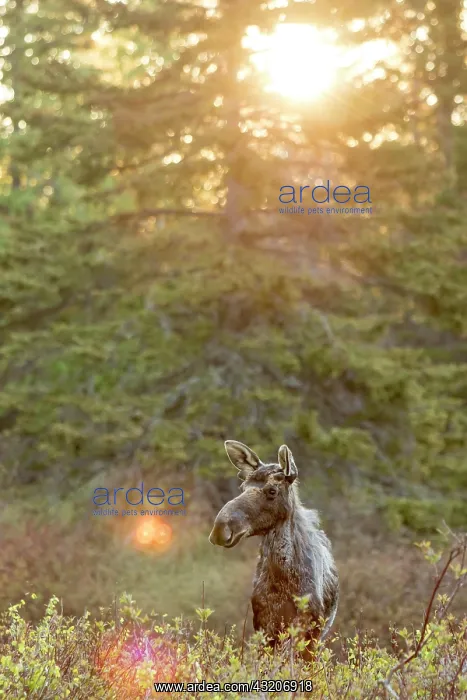 : Americanus, americana, American moose, American : Americanus, americana, American moose, American