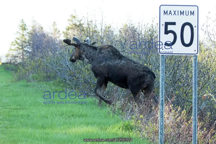 : Americanus, americana, American moose, American : Americanus, americana, American moose, American