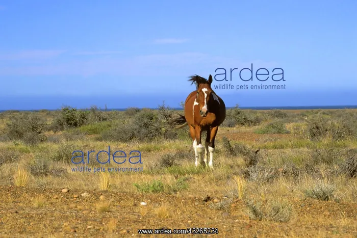 : Americas; Argentina, Patagonia. A lone horse : Americas; Argentina, Patagonia. A lone horse