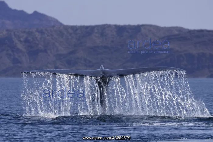  : Amerique centrale, Mexique, Basse Californie