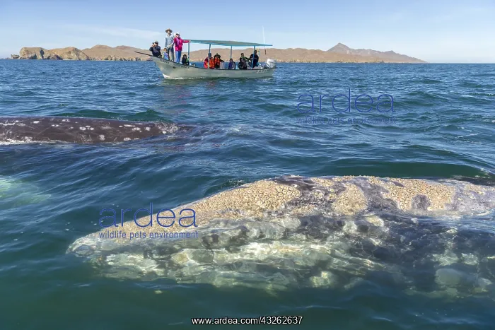 : Amerique centrale, Mexique, Basse Californie : Amerique centrale, Mexique, Basse Californie