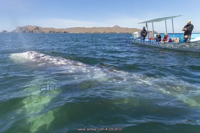 : Amerique centrale, Mexique, Basse Californie : Amerique centrale, Mexique, Basse Californie