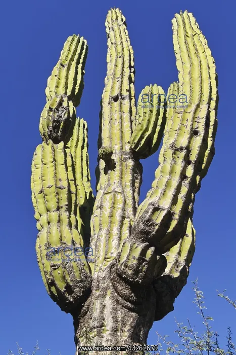 : Amerique centrale, Mexique, Basse Californie : Amerique centrale, Mexique, Basse Californie
