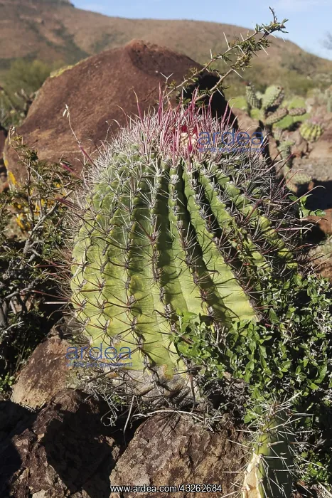 : Amerique centrale, Mexique, Basse Californie : Amerique centrale, Mexique, Basse Californie