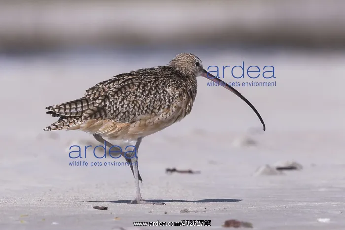 : Amerique centrale, Mexique, Basse Californie : Amerique centrale, Mexique, Basse Californie