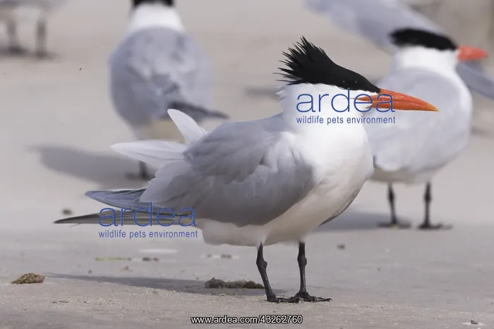 : Amerique centrale, Mexique, Basse Californie : Amerique centrale, Mexique, Basse Californie