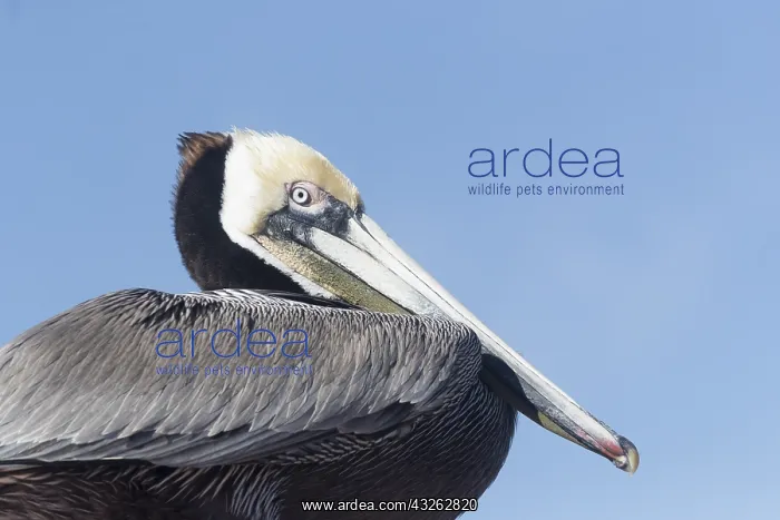 : Amerique centrale, Mexique, Basse Californie : Amerique centrale, Mexique, Basse Californie