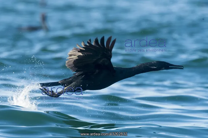 : Amerique centrale, Mexique, Basse Californie : Amerique centrale, Mexique, Basse Californie