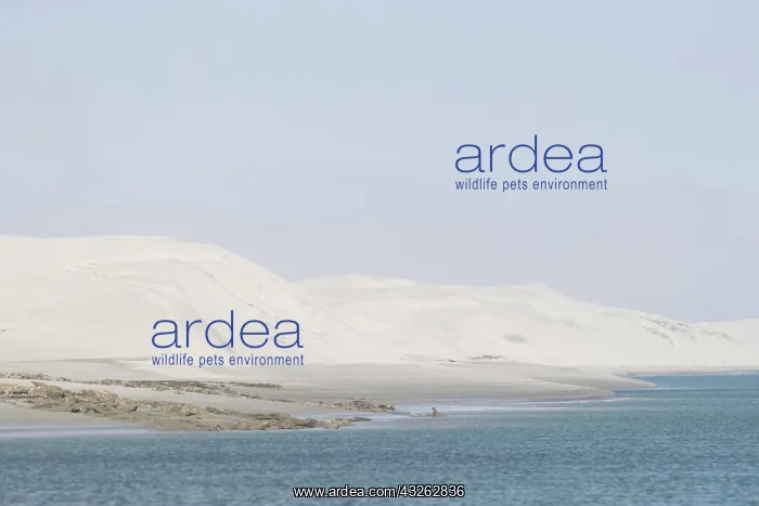 : Amerique centrale, Mexique, Basse Californie : Amerique centrale, Mexique, Basse Californie
