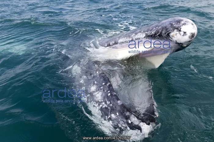 : Amerique centrale, Mexique, Basse Californie : Amerique centrale, Mexique, Basse Californie