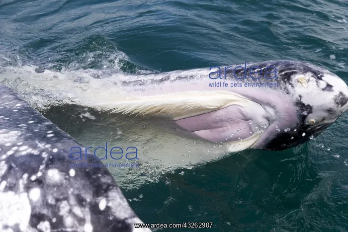 : Amerique centrale, Mexique, Basse Californie : Amerique centrale, Mexique, Basse Californie