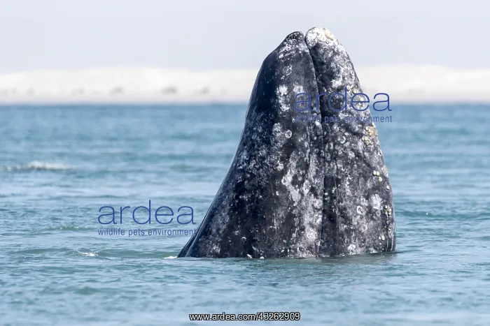 : Amerique centrale, Mexique, Basse Californie : Amerique centrale, Mexique, Basse Californie