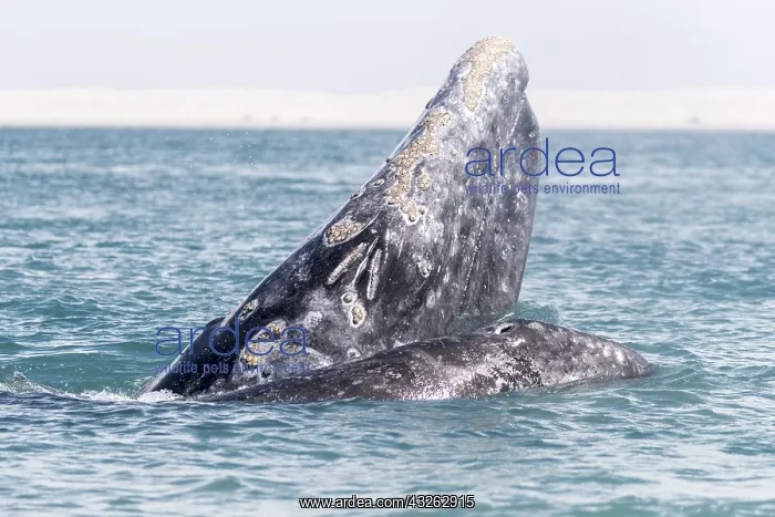 : Amerique centrale, Mexique, Basse Californie : Amerique centrale, Mexique, Basse Californie