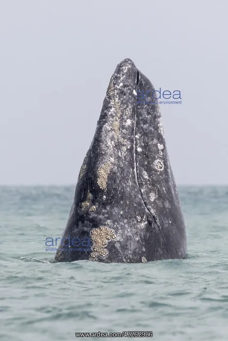 : Amerique centrale, Mexique, Basse Californie : Amerique centrale, Mexique, Basse Californie