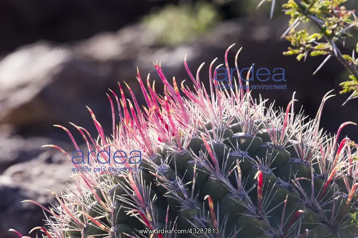 : Amerique centrale, Mexique, Basse Californie : Amerique centrale, Mexique, Basse Californie