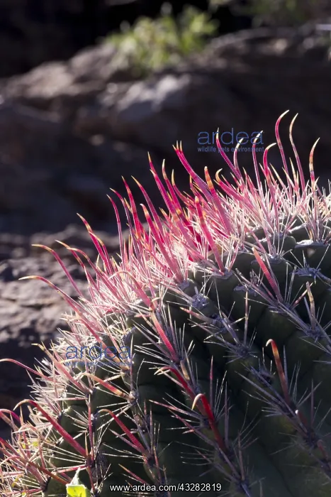 : Amerique centrale, Mexique, Basse Californie : Amerique centrale, Mexique, Basse Californie