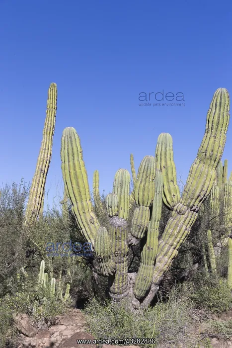 : Amerique centrale, Mexique, Basse Californie : Amerique centrale, Mexique, Basse Californie