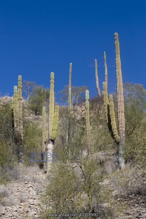 : Amerique centrale, Mexique, Basse Californie : Amerique centrale, Mexique, Basse Californie
