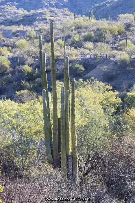 : Amerique centrale, Mexique, Basse Californie : Amerique centrale, Mexique, Basse Californie