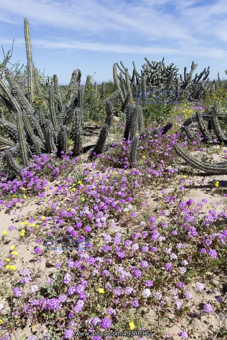 : Amerique centrale, Mexique, Basse Californie : Amerique centrale, Mexique, Basse Californie