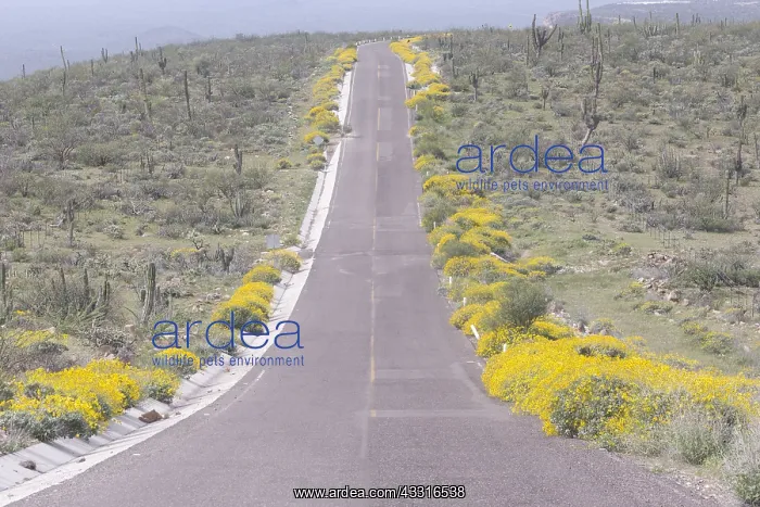 : Amerique centrale, Mexique, Basse Californie : Amerique centrale, Mexique, Basse Californie