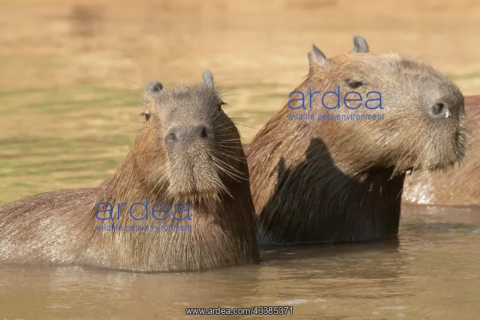  : Amerique du Sud, Bresil, Mato Grosso, Pantanal, Sud