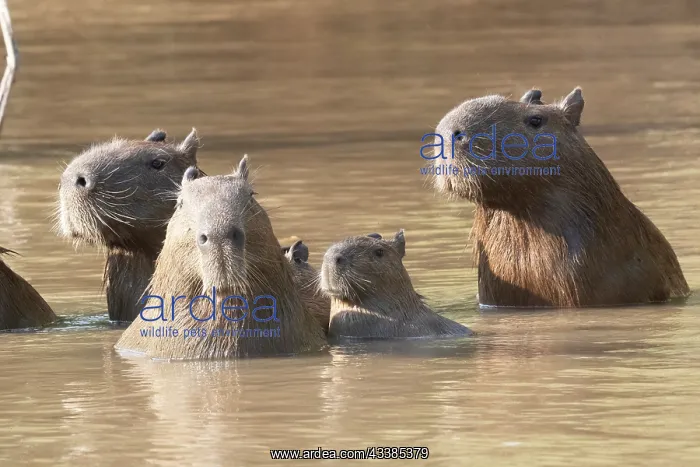: Amerique du Sud, Bresil, Mato Grosso, Pantanal, Sud : Amerique du Sud, Bresil, Mato Grosso, Pantanal, Sud