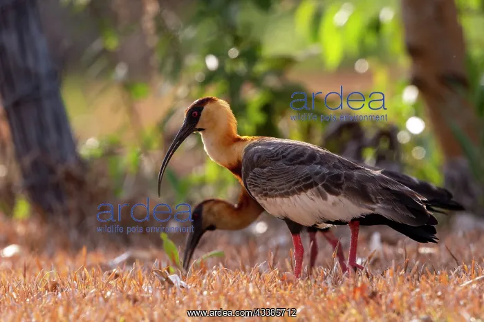 : Amerique du Sud, Bresil, Mato Grosso, region du Pantanal : Amerique du Sud, Bresil, Mato Grosso, region du Pantanal