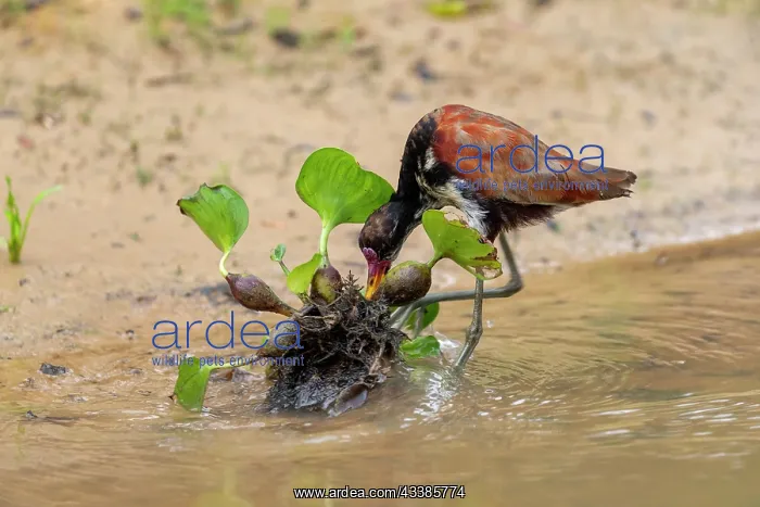 : Amerique du Sud, Bresil, Mato Grosso, Pantanal, Sud : Amerique du Sud, Bresil, Mato Grosso, Pantanal, Sud