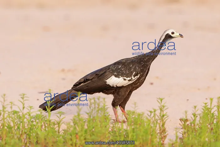 : Amerique du Sud, Bresil, Mato Grosso, region du Pantanal, Penelo : Amerique du Sud, Bresil, Mato Grosso, region du Pantanal, Penelo