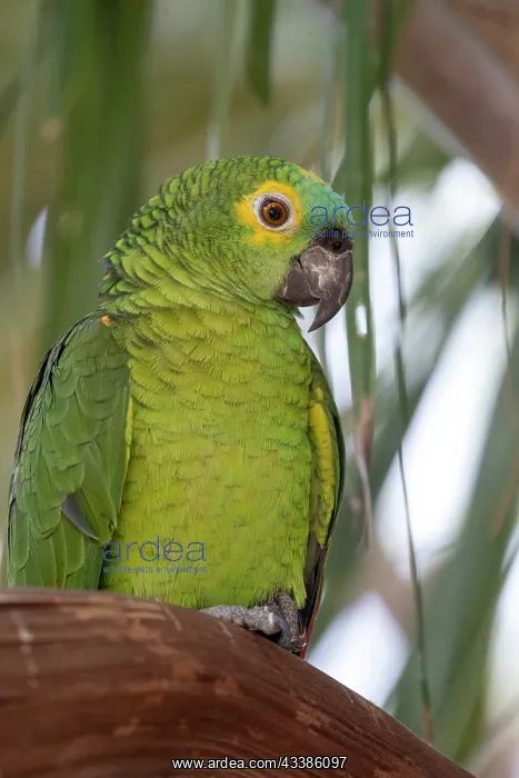 : Amerique du Sud, Bresil, Mato Grosso, region du Pantanal : Amerique du Sud, Bresil, Mato Grosso, region du Pantanal