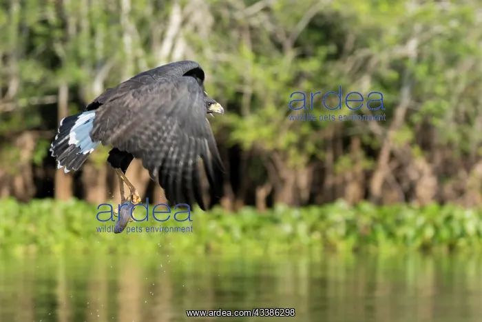 : Amerique du Sud, Bresil, Mato Grosso, region du Pantanal, Buse : Amerique du Sud, Bresil, Mato Grosso, region du Pantanal, Buse
