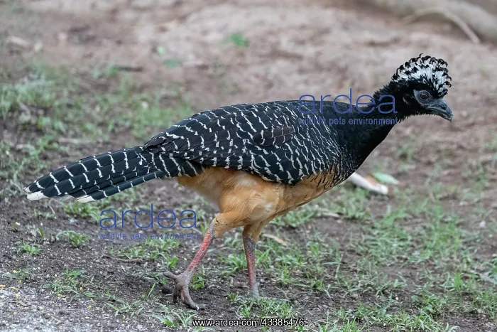 : Amerique du Sud, Bresil, Mato Grosso, Pantanal : Amerique du Sud, Bresil, Mato Grosso, Pantanal