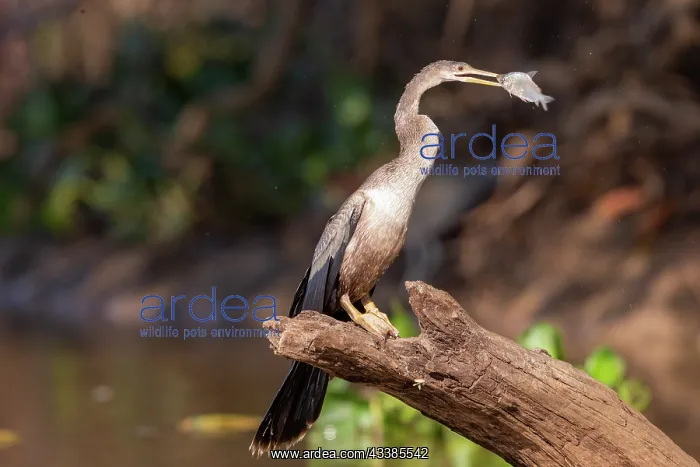 : Amerique du Sud, Bresil, Mato Grosso, Pantanal : Amerique du Sud, Bresil, Mato Grosso, Pantanal