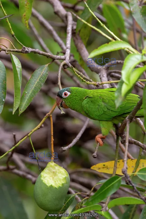 : Amerique du Sud, Bresil, Mato Grosso, Pantanal : Amerique du Sud, Bresil, Mato Grosso, Pantanal