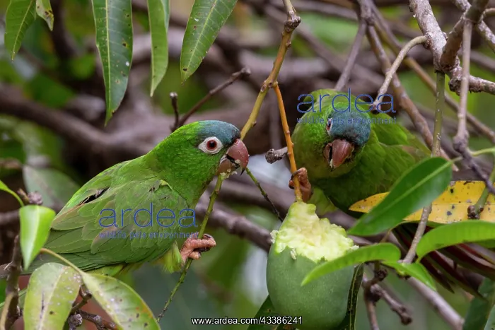 : Amerique du Sud, Bresil, Mato Grosso, Pantanal : Amerique du Sud, Bresil, Mato Grosso, Pantanal