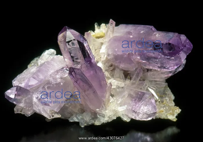 : Amethyst crystals from Vera Cruz, Mexico. Dimensions: 7 x 4 x 4 cm : Amethyst crystals from Vera Cruz, Mexico. Dimensions: 7 x 4 x 4 cm