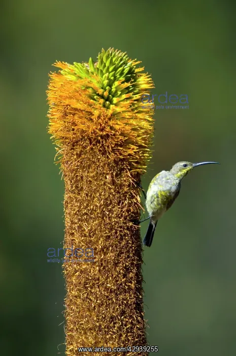 : Amethyst / African Black Sunbird - female visiting : Amethyst / African Black Sunbird - female visiting
