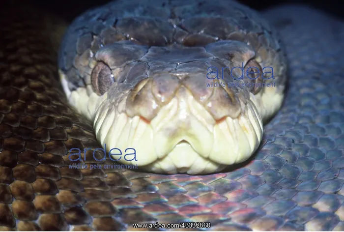 : Amethyst / Amethystine / Scrub Python - close up : Amethyst / Amethystine / Scrub Python - close up