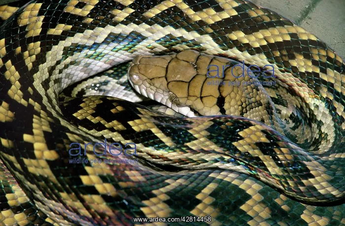 : Amethyst / Amethystine / Scrub Python - close-up of head : Amethyst / Amethystine / Scrub Python - close-up of head
