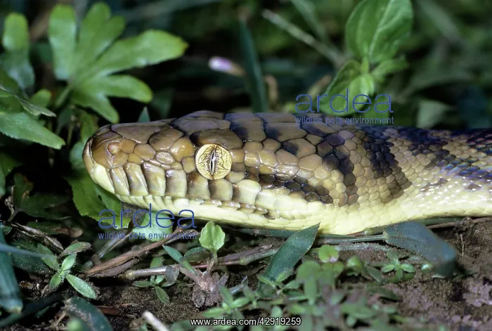 : Amethyst / Amethystine / Scrub Python - close-up of head : Amethyst / Amethystine / Scrub Python - close-up of head