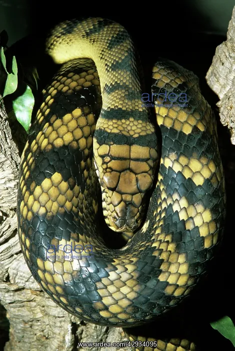: Amethyst / Amethystine / Scrub Python - coiled : Amethyst / Amethystine / Scrub Python - coiled