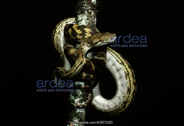  : Amethyst  /  Amethystine  /  Scrub Python - coiled round branch