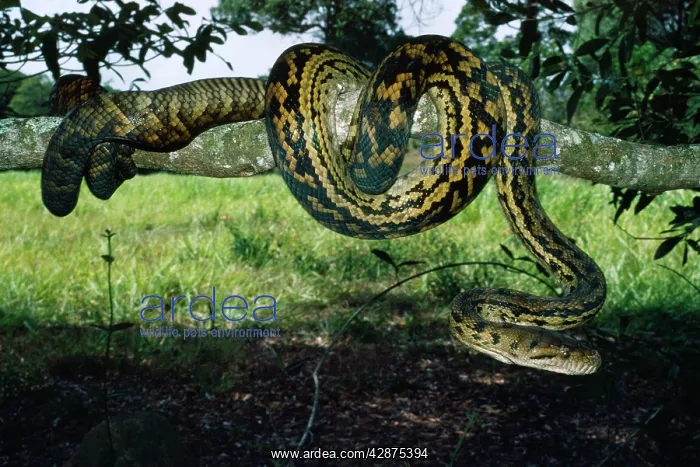 : Amethyst / Amethystine / Scrub Python - coiled round branch : Amethyst / Amethystine / Scrub Python - coiled round branch