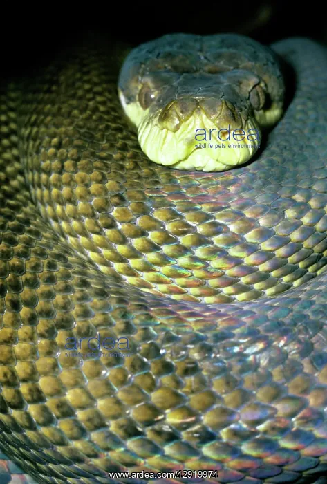 : Amethyst / Amethystine / Scrub Python - head and coils : Amethyst / Amethystine / Scrub Python - head and coils