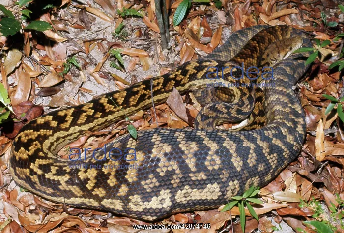 : Amethyst / Amethystine / Scrub Python - after swallowing : Amethyst / Amethystine / Scrub Python - after swallowing