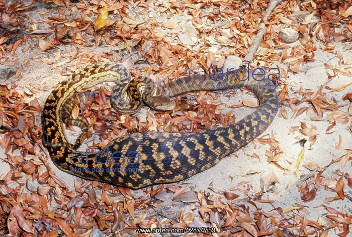 : Amethyst  /  Amethystine  /  Scrub Python - after swallowing