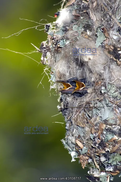 : Amethyst / Black Sunbird - chicks begging from nest : Amethyst / Black Sunbird - chicks begging from nest